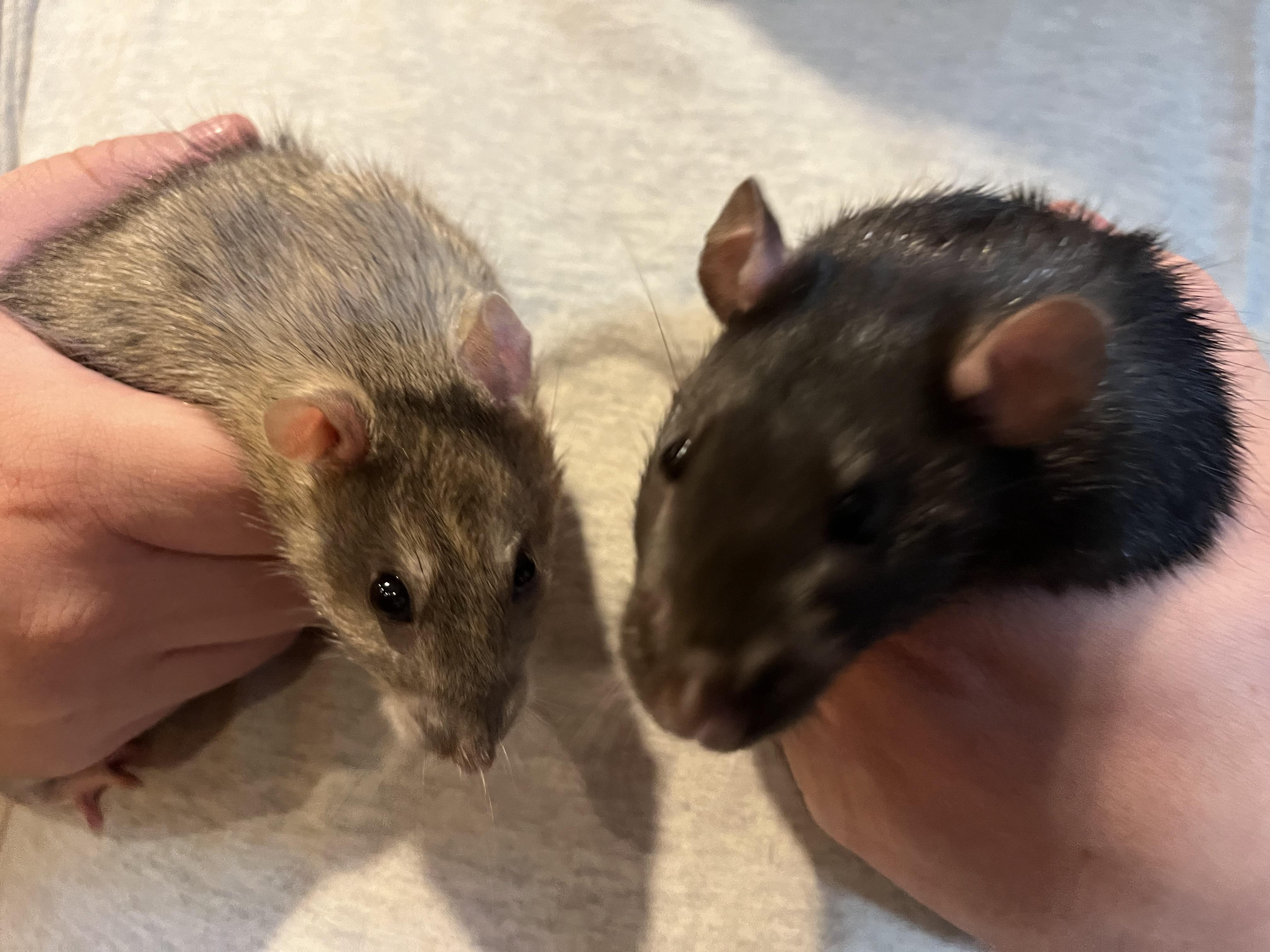 Kinison and Muse, Adoptable, Adult Male Rat.