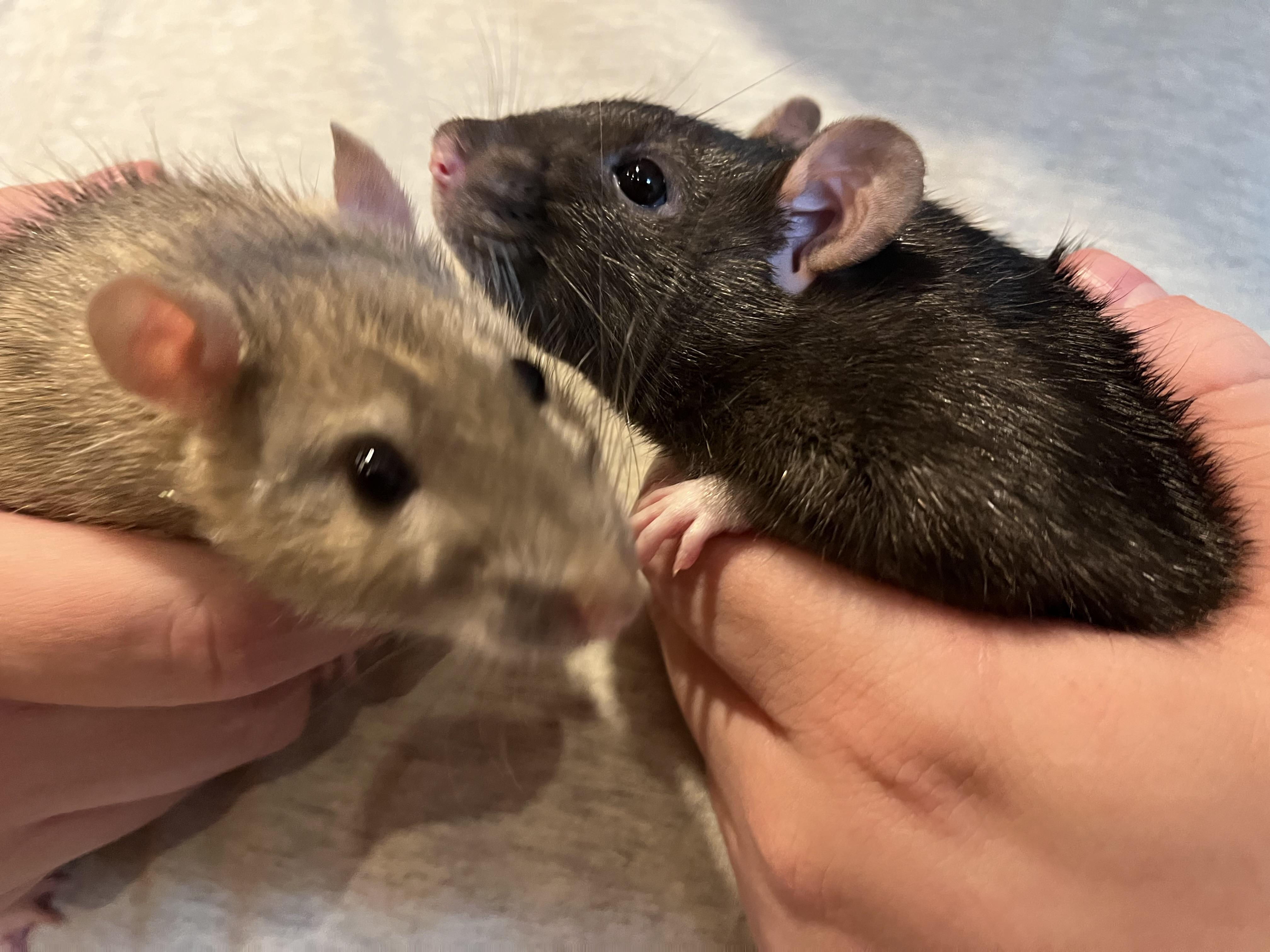 Enlarge Kinison and Muse, a Adoptable Rat in Scottsdale, AZ image 2/3