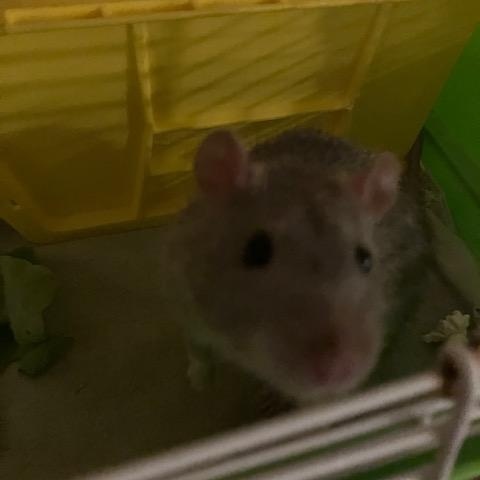 Enlarge Kinison, a Adoptable Rat in Scottsdale, AZ image 3/3