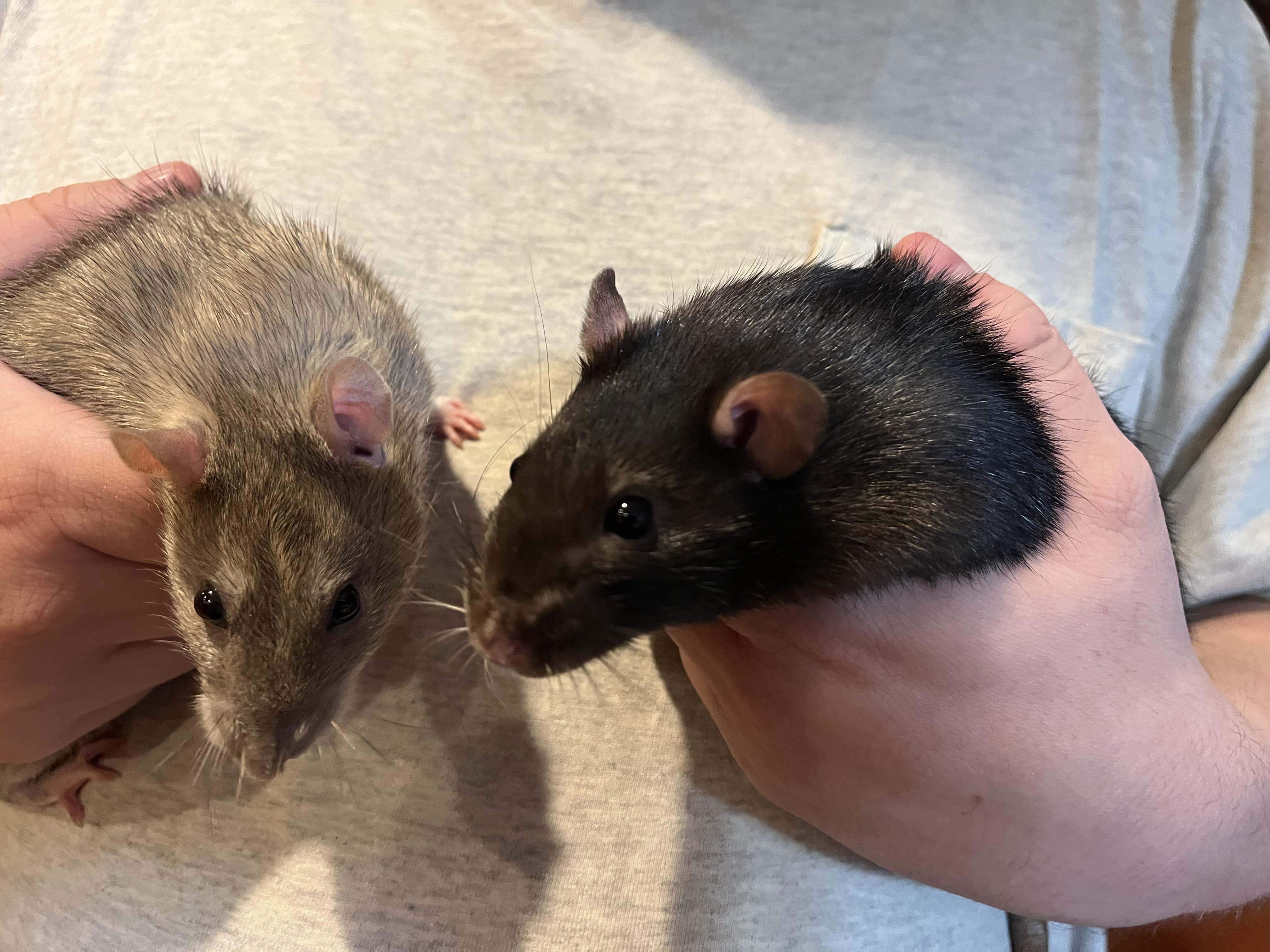 Enlarge Kinison and Muse, a Adoptable Rat in Scottsdale, AZ image 3/3