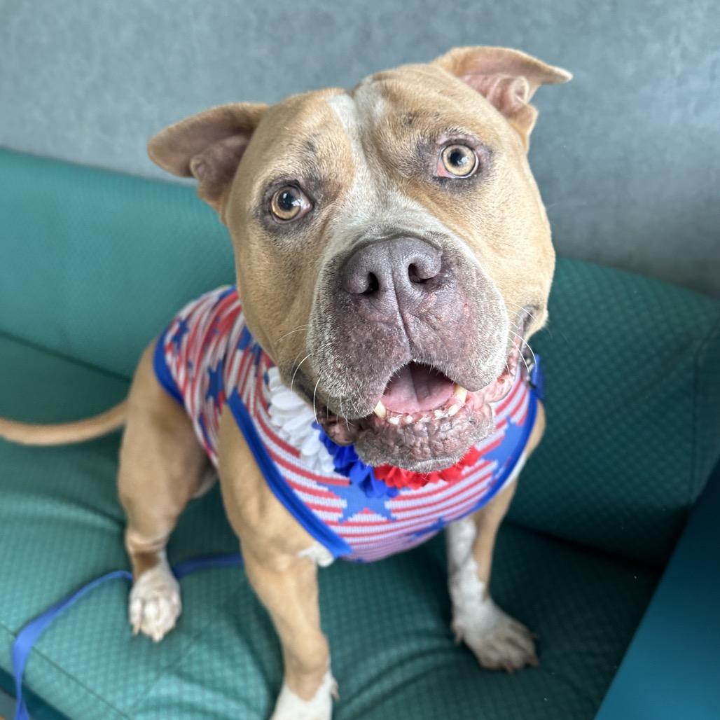 Lily, Adoptable, Adult Female American Bulldog & Mixed Breed.