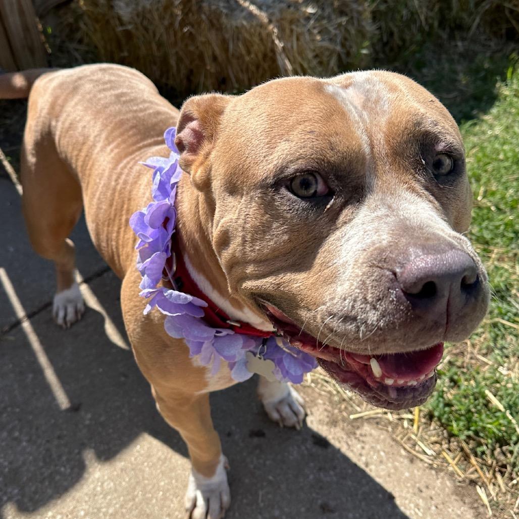 Enlarge Lily, a Adoptable mixed breed in Shawnee, KS image 2/6