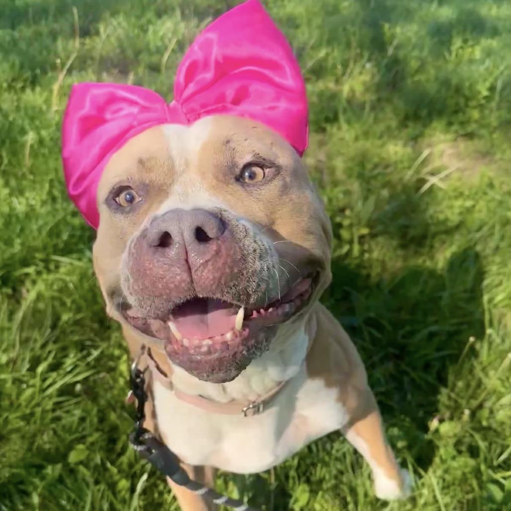 Lily, Adoptable, Adult Female American Bulldog.