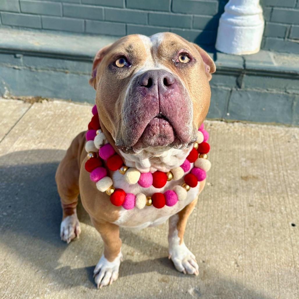 Enlarge Lily, a Adoptable mixed breed in Shawnee, KS image 1/6