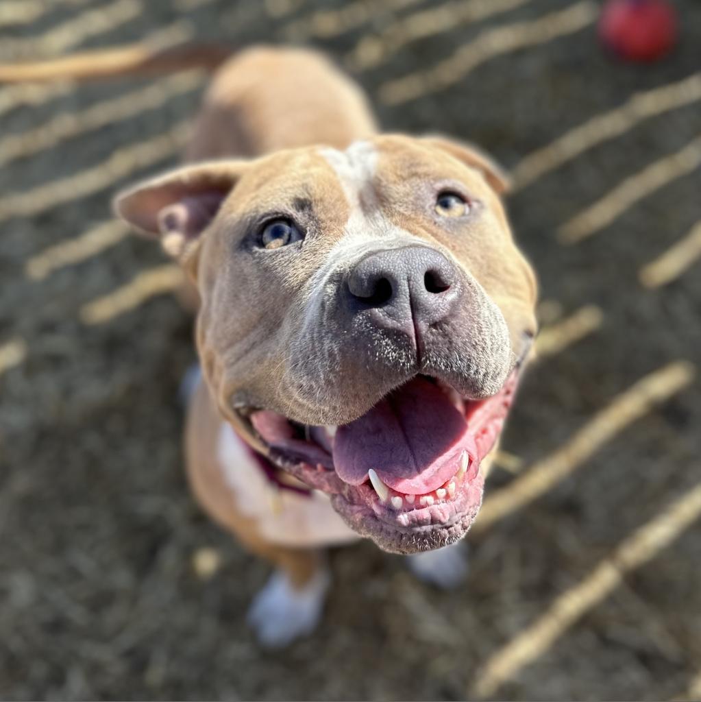 Enlarge Lily, a Adoptable mixed breed in Shawnee, KS image 2/6