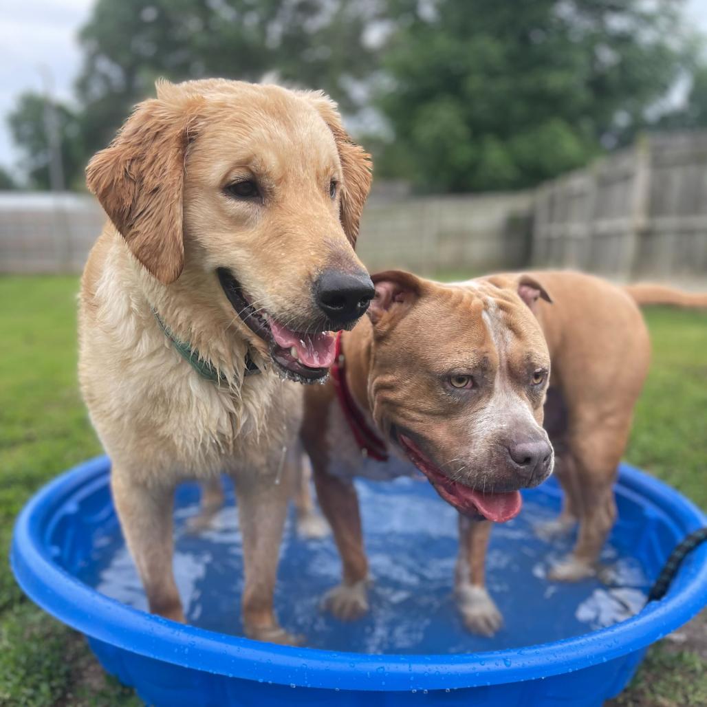 Enlarge Lily, a Adoptable mixed breed in Shawnee, KS image 2/6