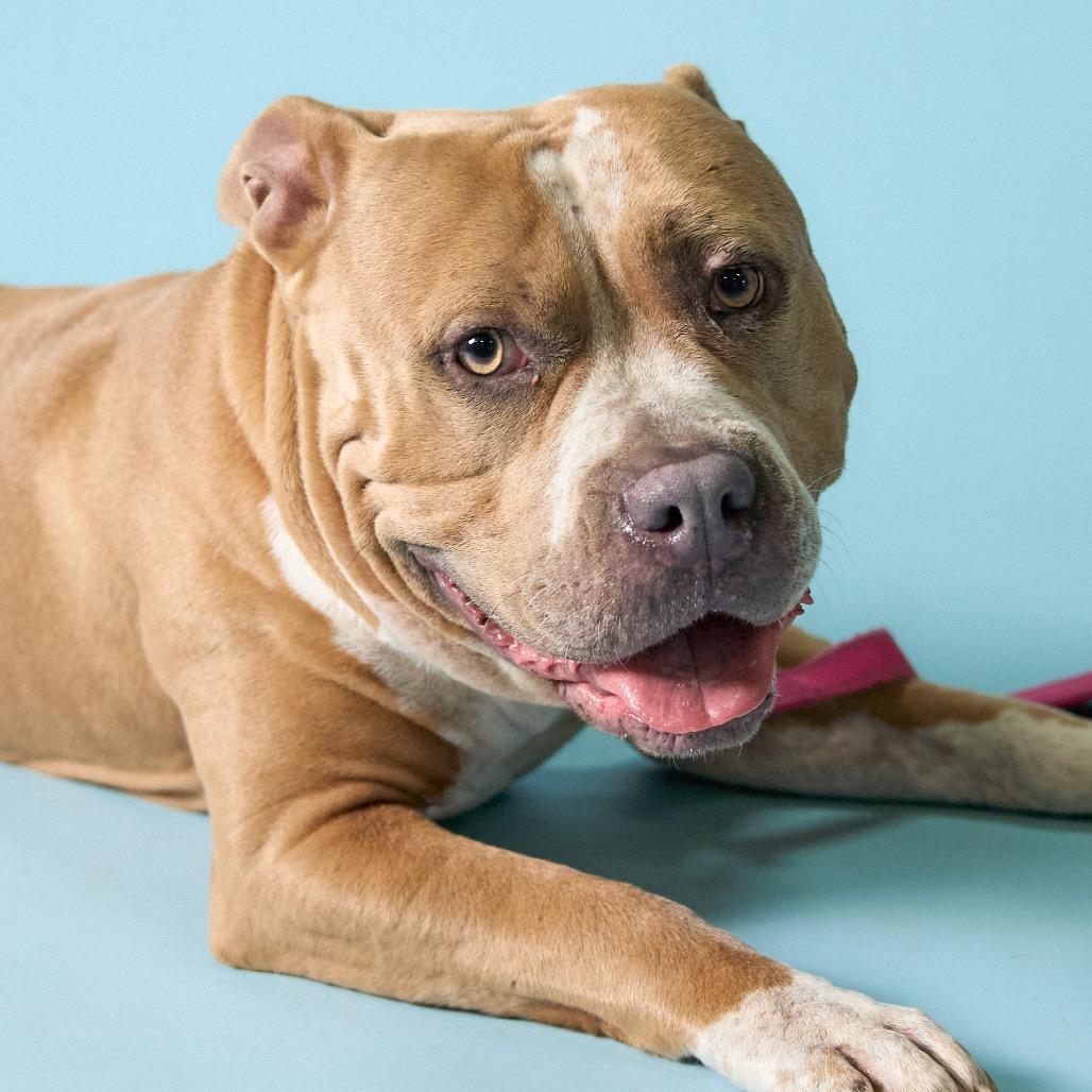 Enlarge Lily, a Adoptable mixed breed in Shawnee, KS image 3/6