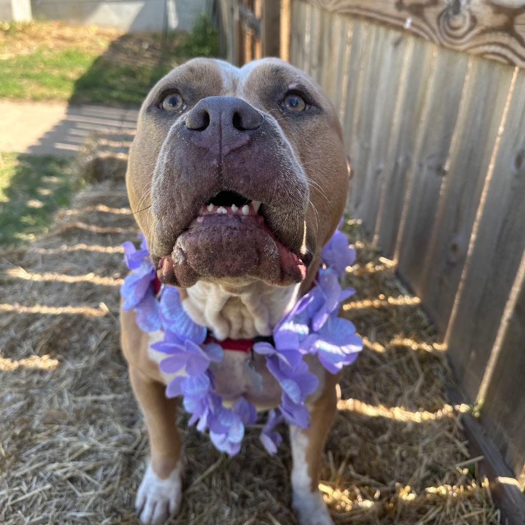 Enlarge Lily, a Adoptable mixed breed in Shawnee, KS image 4/6