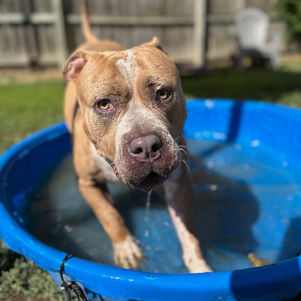 Enlarge Lily, a Adoptable mixed breed in Shawnee, KS image 5/6