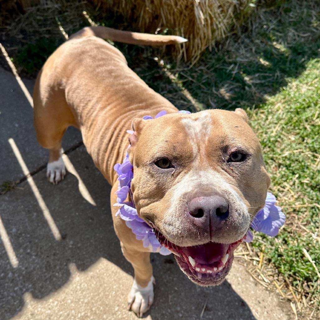 Enlarge Lily, a Adoptable mixed breed in Shawnee, KS image 6/6