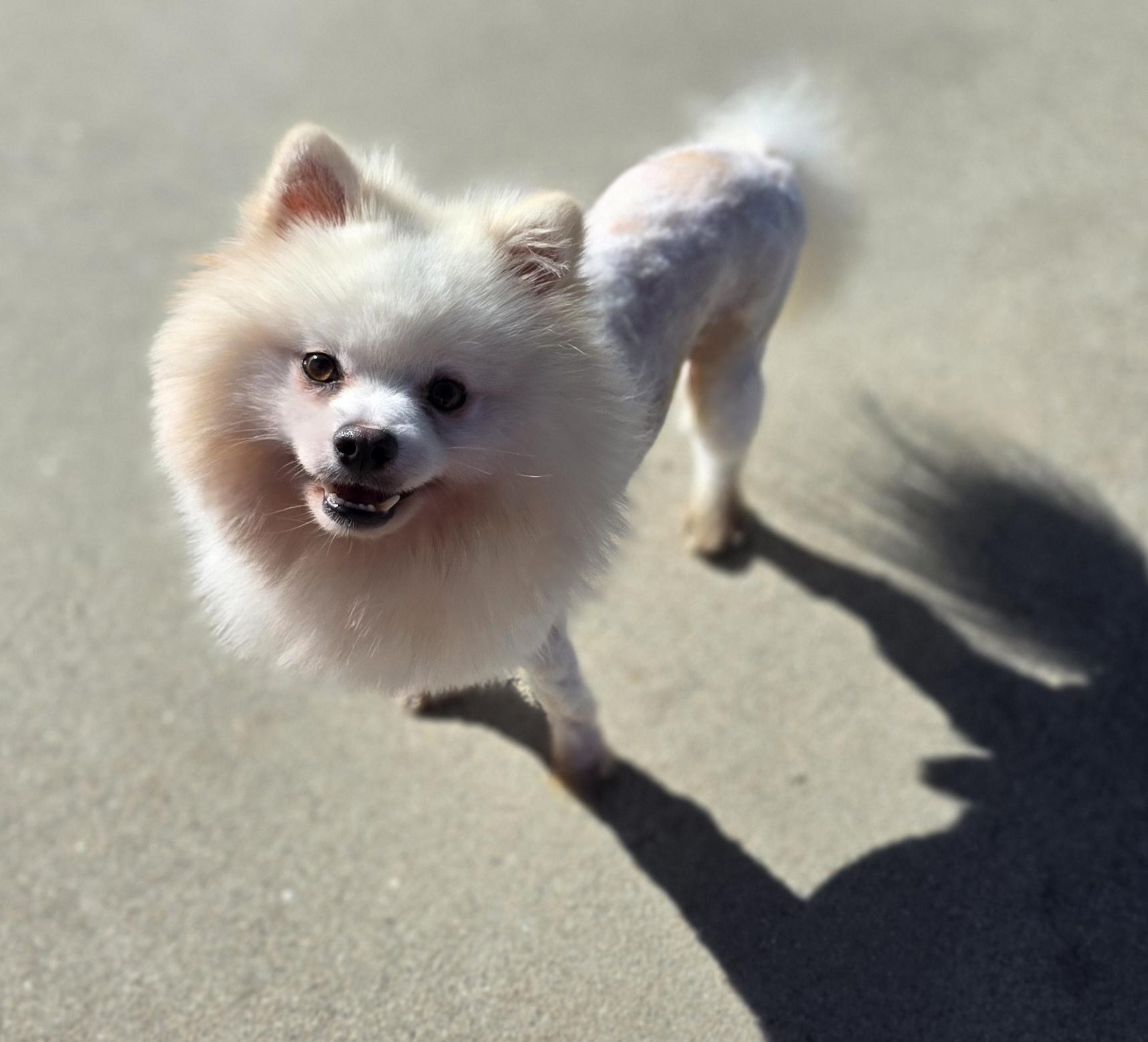 Perin, ADOPTABLE, Adult Male Pomeranian.
