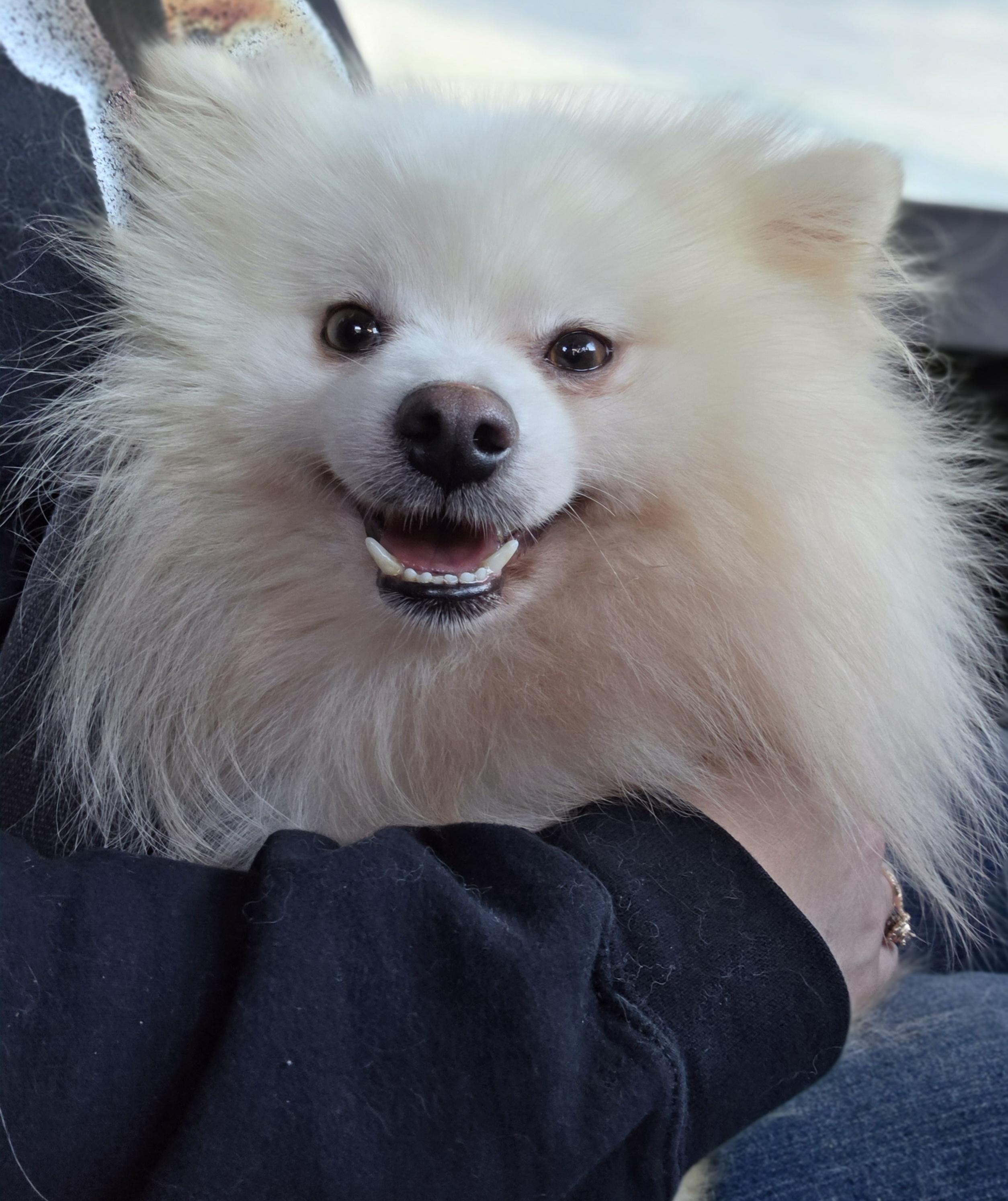 Enlarge Perin, a ADOPTABLE Pomeranian in Clovis, CA image 2/5
