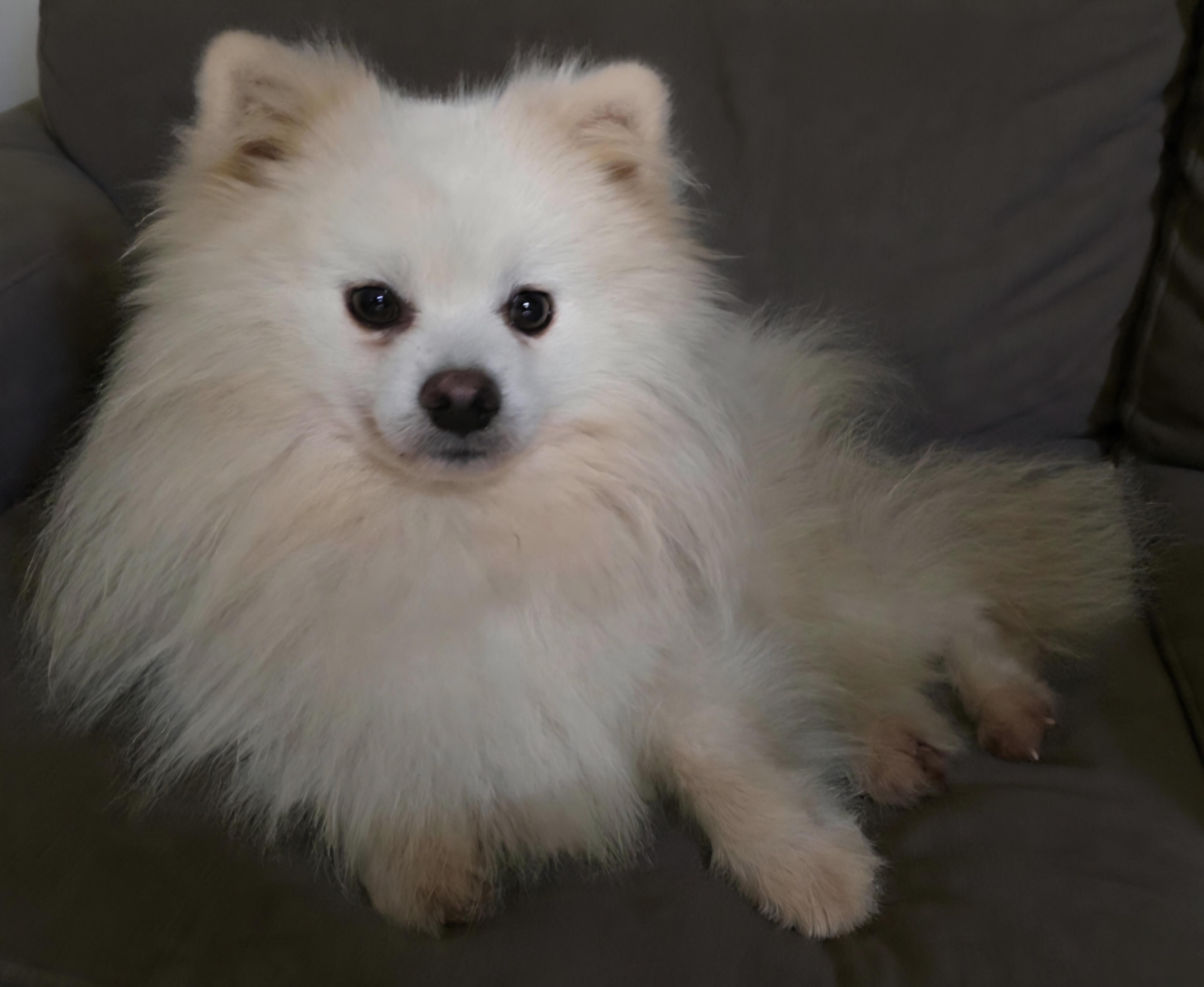 Enlarge Perin, a ADOPTABLE Pomeranian in Clovis, CA image 4/5