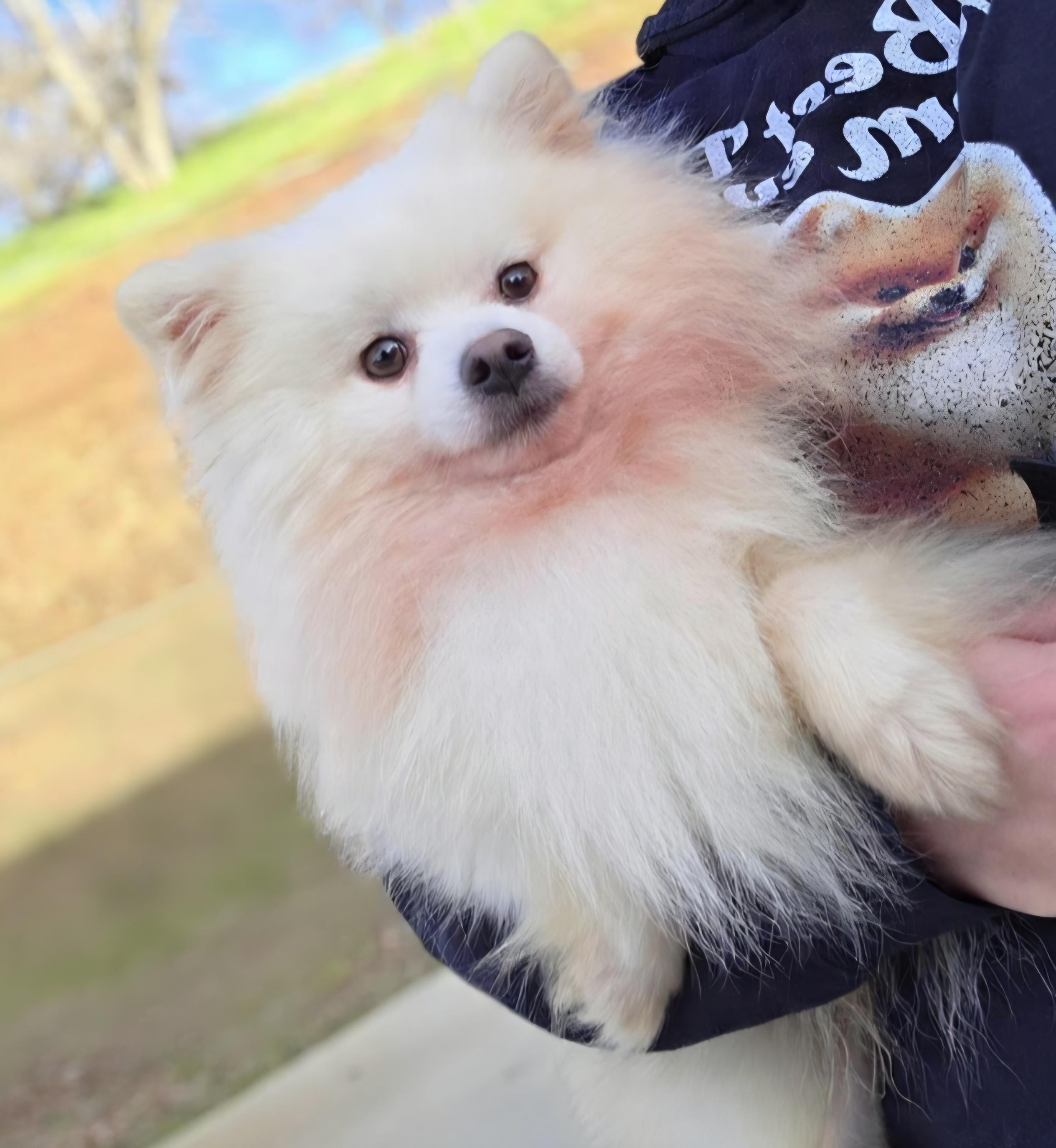 Enlarge Perin, a ADOPTABLE Pomeranian in Clovis, CA image 3/5