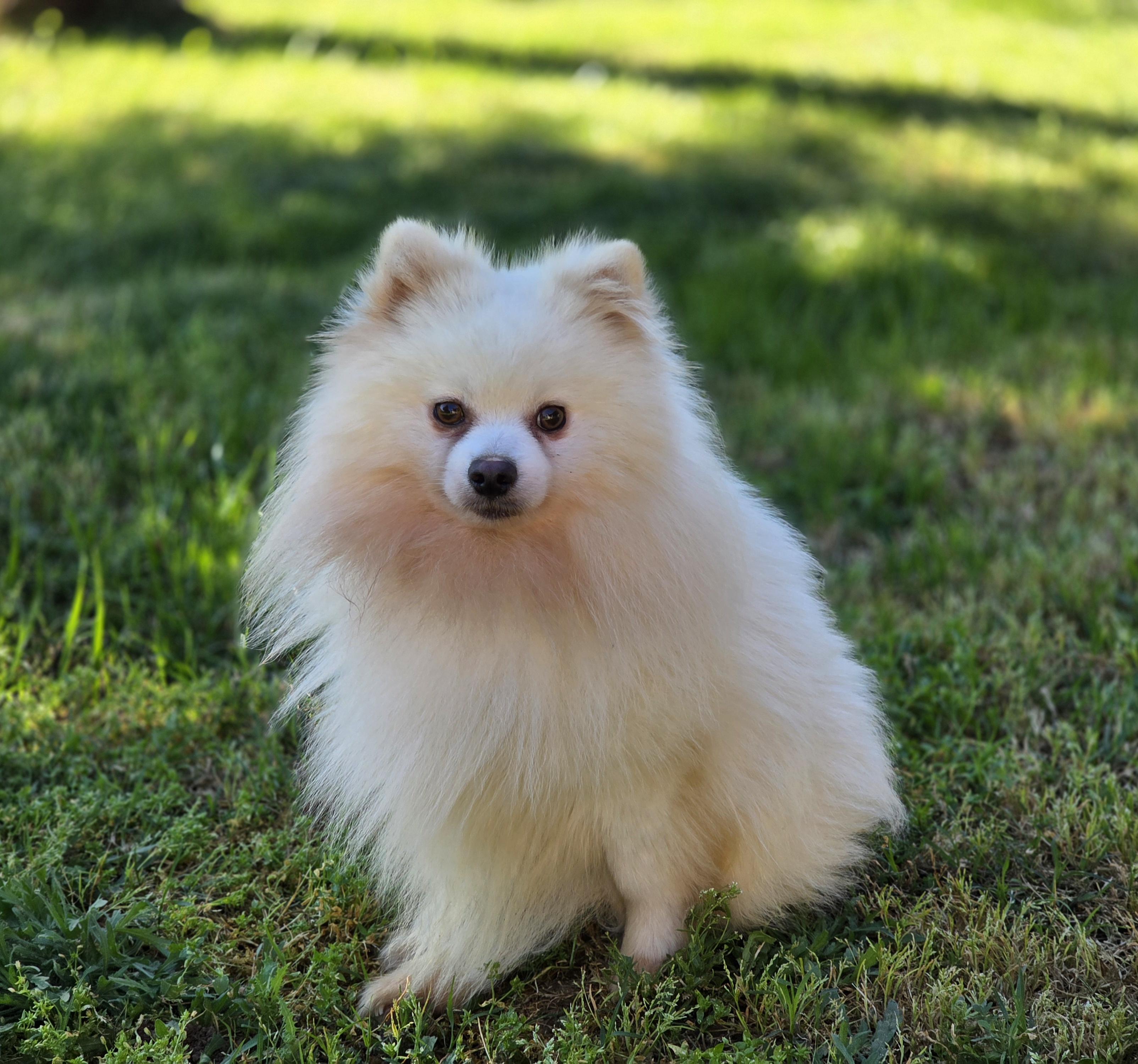 Enlarge Perin, a ADOPTABLE Pomeranian in Clovis, CA image 5/5