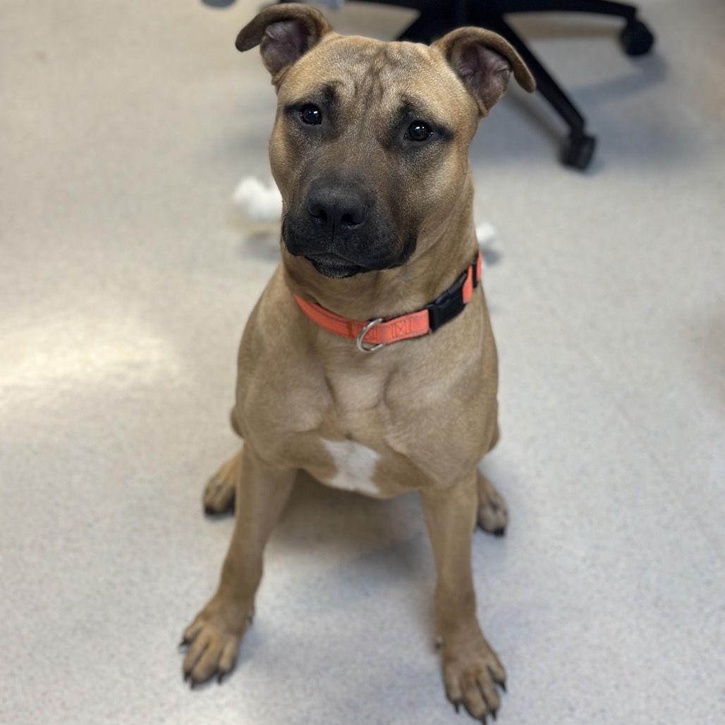 Enlarge Brew, a Adoptable mixed breed in Rohnert Park, CA image 2/2