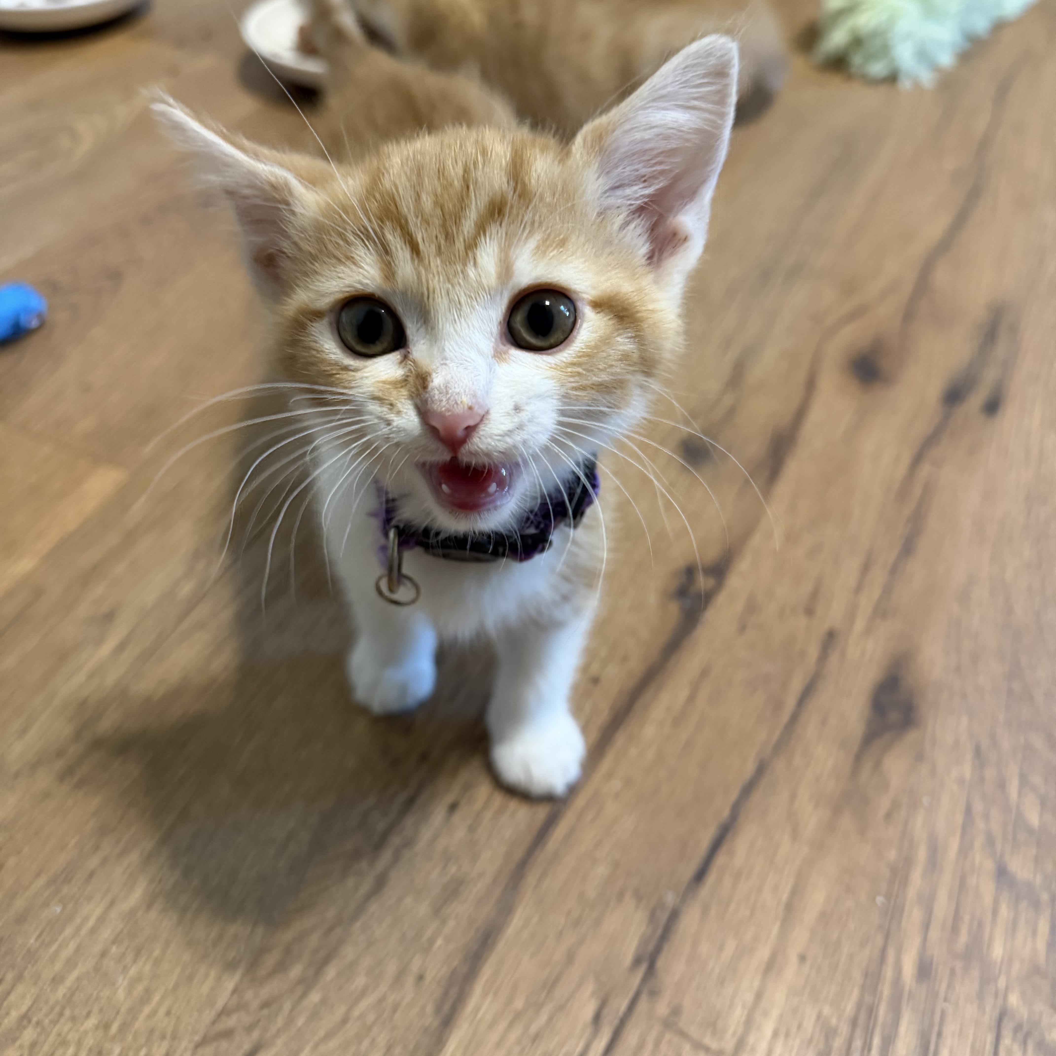 Tiny Girl, a Adoptable Domestic Short Hair in Seneca, SC image 1/4