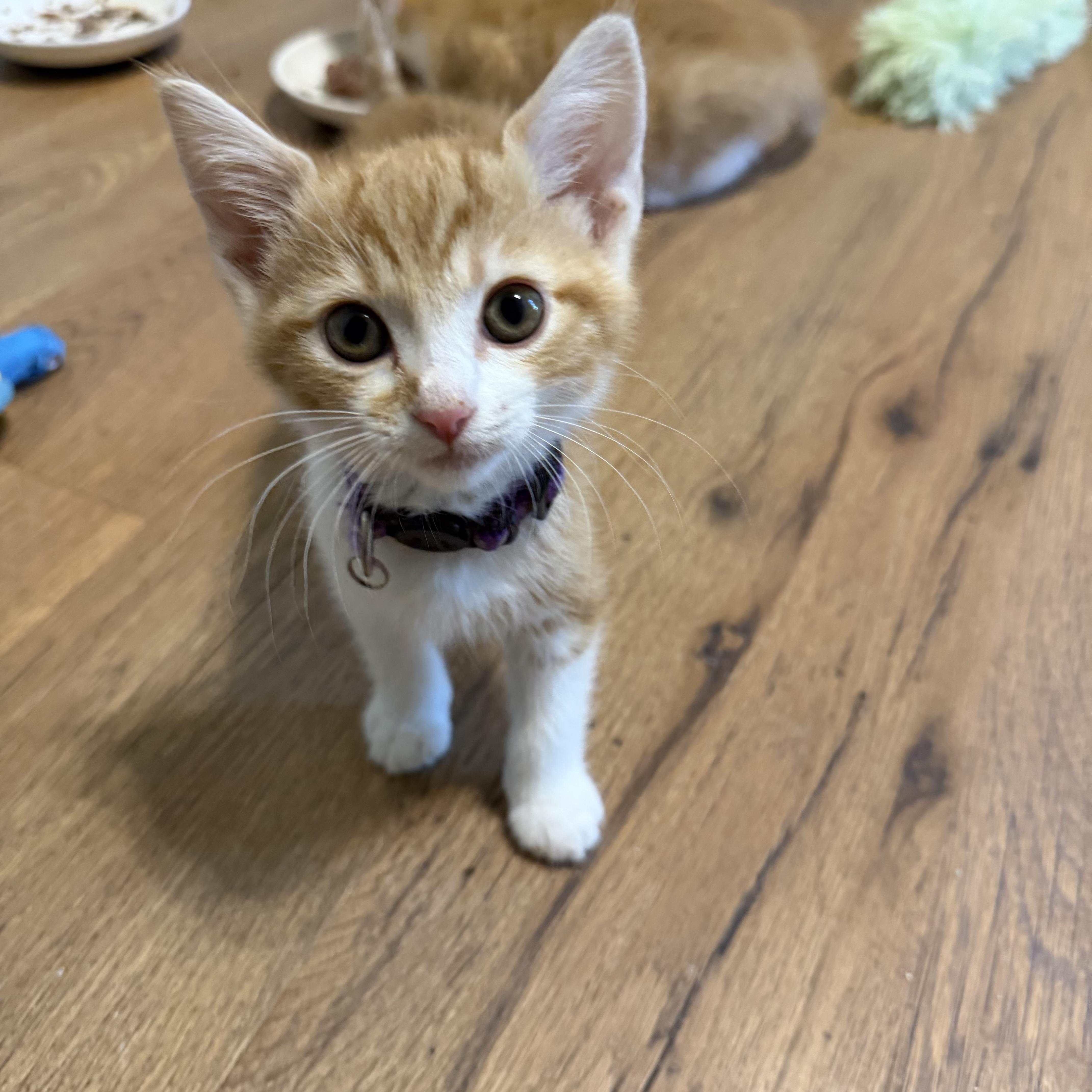 Tiny Girl, a Adoptable Domestic Short Hair in Seneca, SC image 3/4