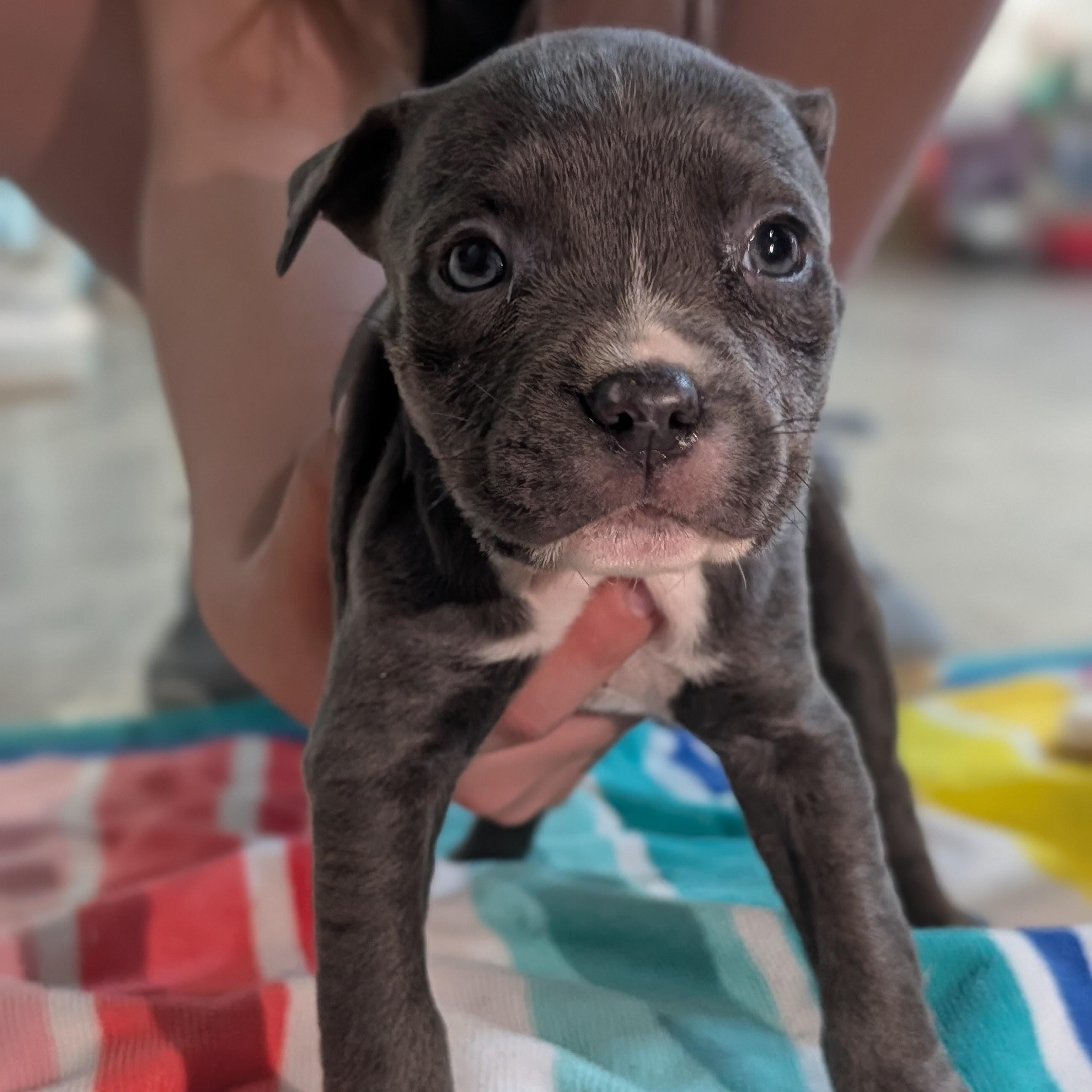 Lil aka Lillian (Rugrats Pup), adopted, Puppy Female Mixed Breed.
