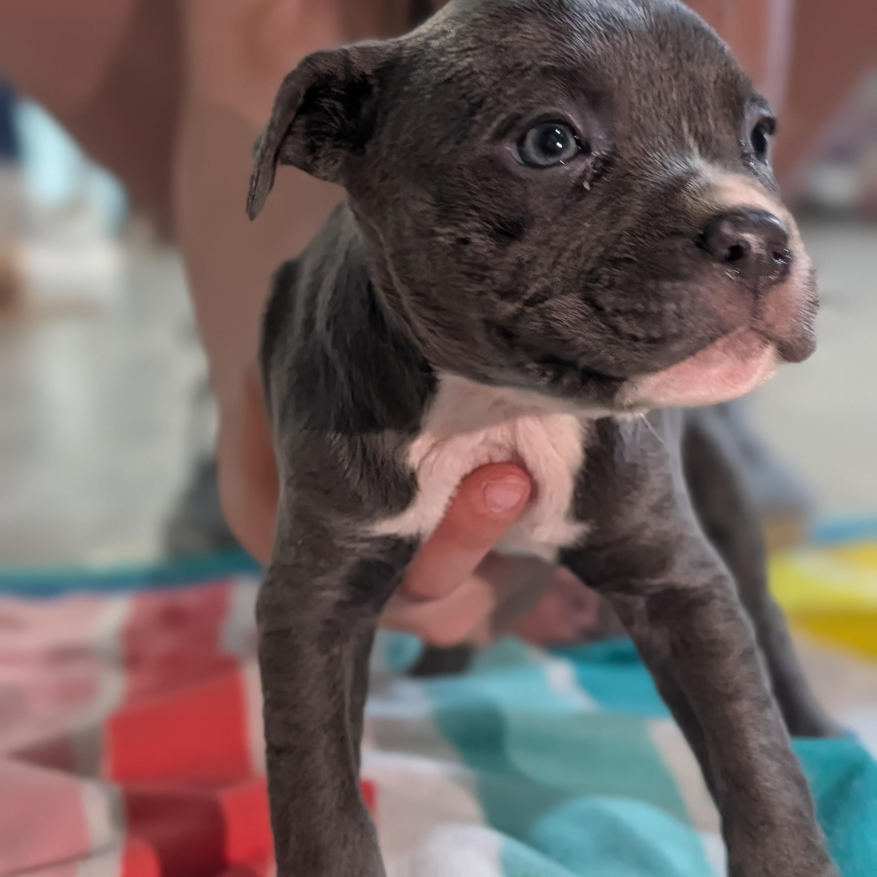 Enlarge Lil aka Lillian (Rugrats Pup), an adopted Mixed Breed in Alma, MI image 2/2
