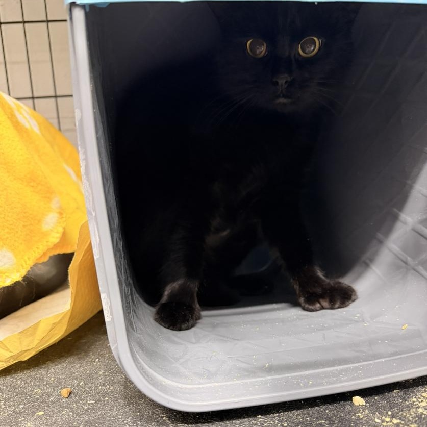 Enlarge Mellow, an adopted Domestic Short Hair in Evans City, PA image 1/1
