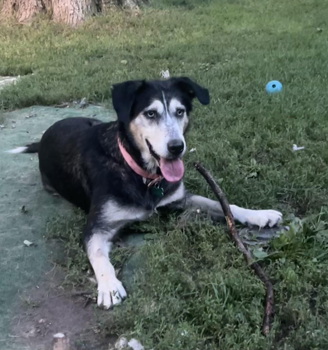 Enlarge Josefina, a ADOPTABLE mixed breed in Aurora, IL image 3/5