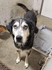 Enlarge Josefina, a ADOPTABLE mixed breed in Aurora, IL image 1/1