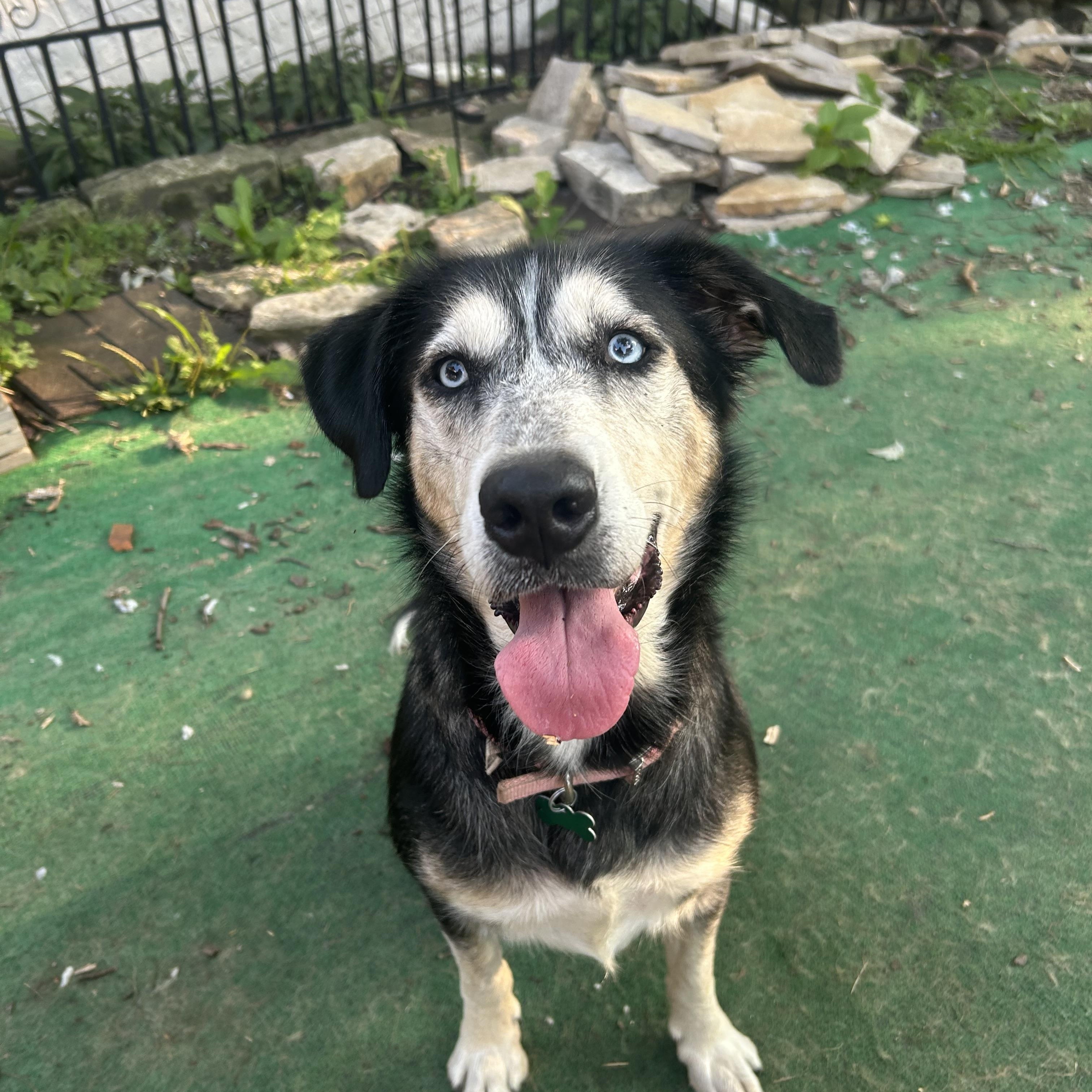 Josefina, ADOPTABLE, Adult Female Husky & Labrador Retriever.