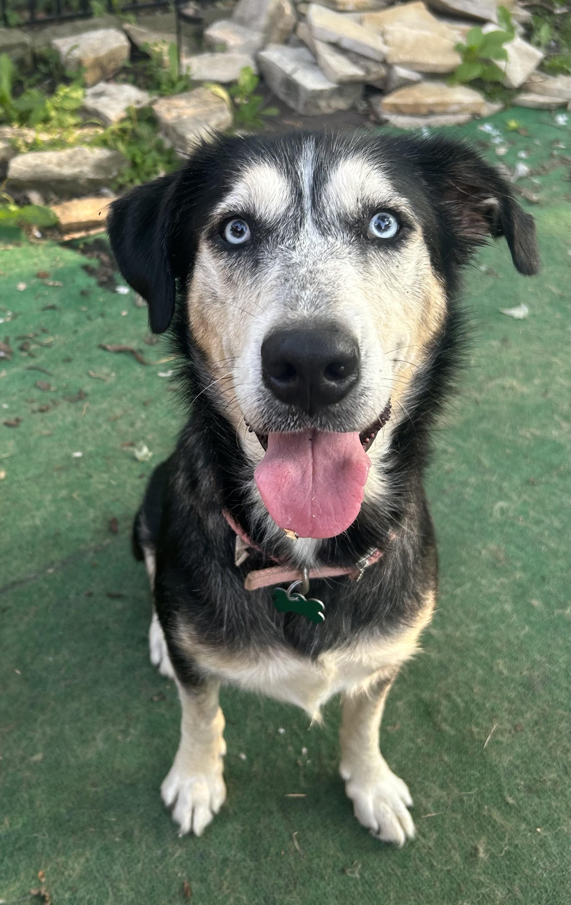 Enlarge Josefina, a ADOPTABLE mixed breed in Aurora, IL image 2/5