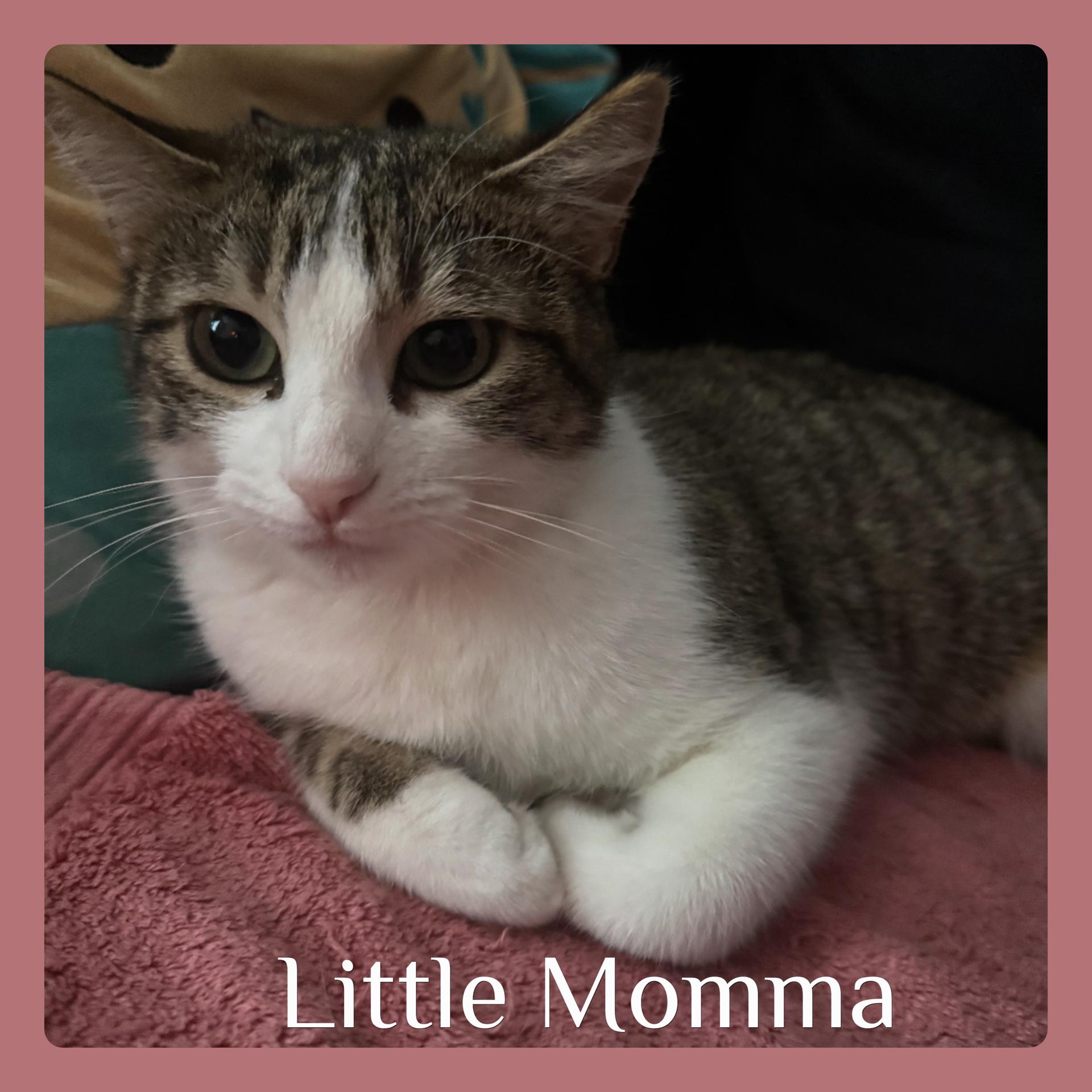 LITTLE MOMMA, ADOPTABLE, Young Female Tabby.