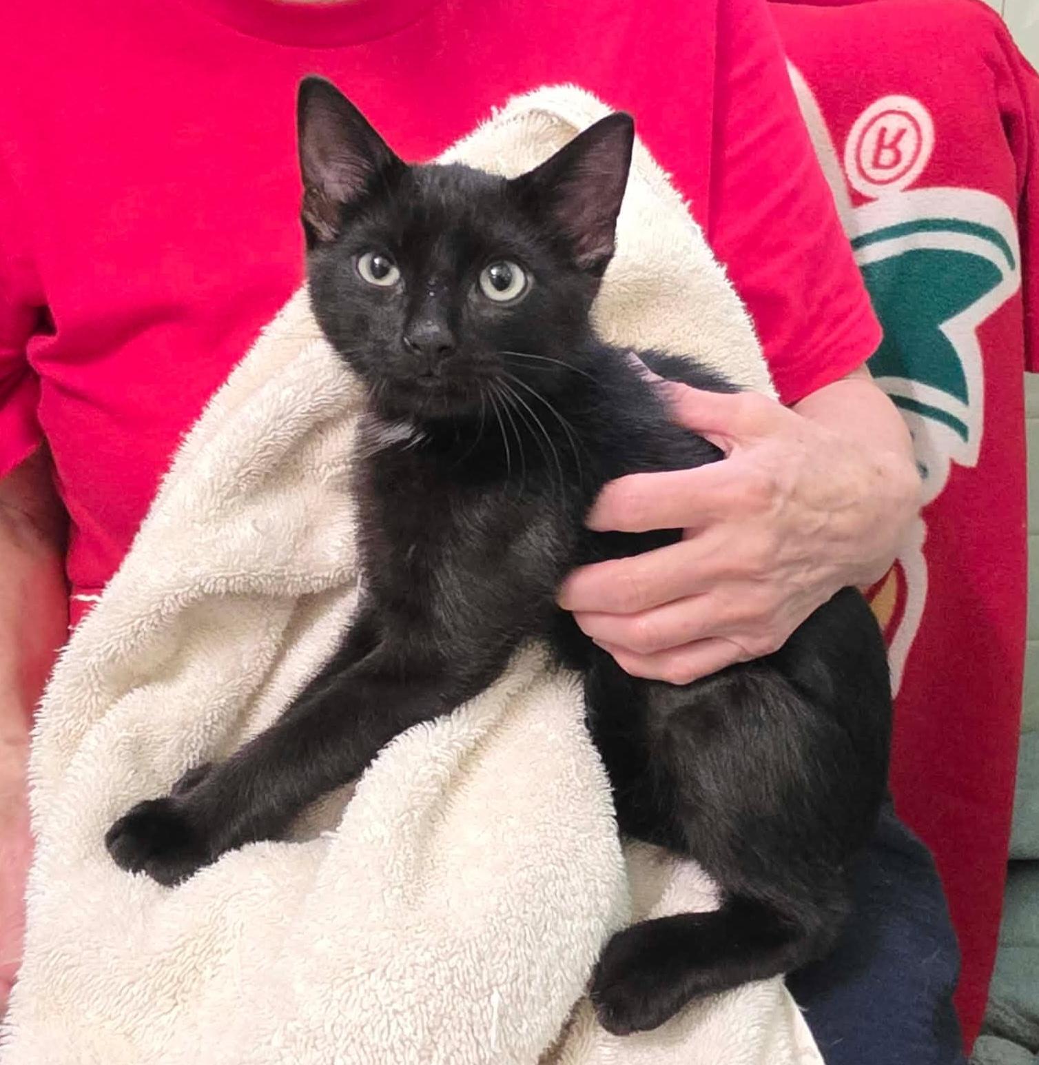 Enlarge Fendi, a Adoptable mixed breed in Chicago, IL image 1/6