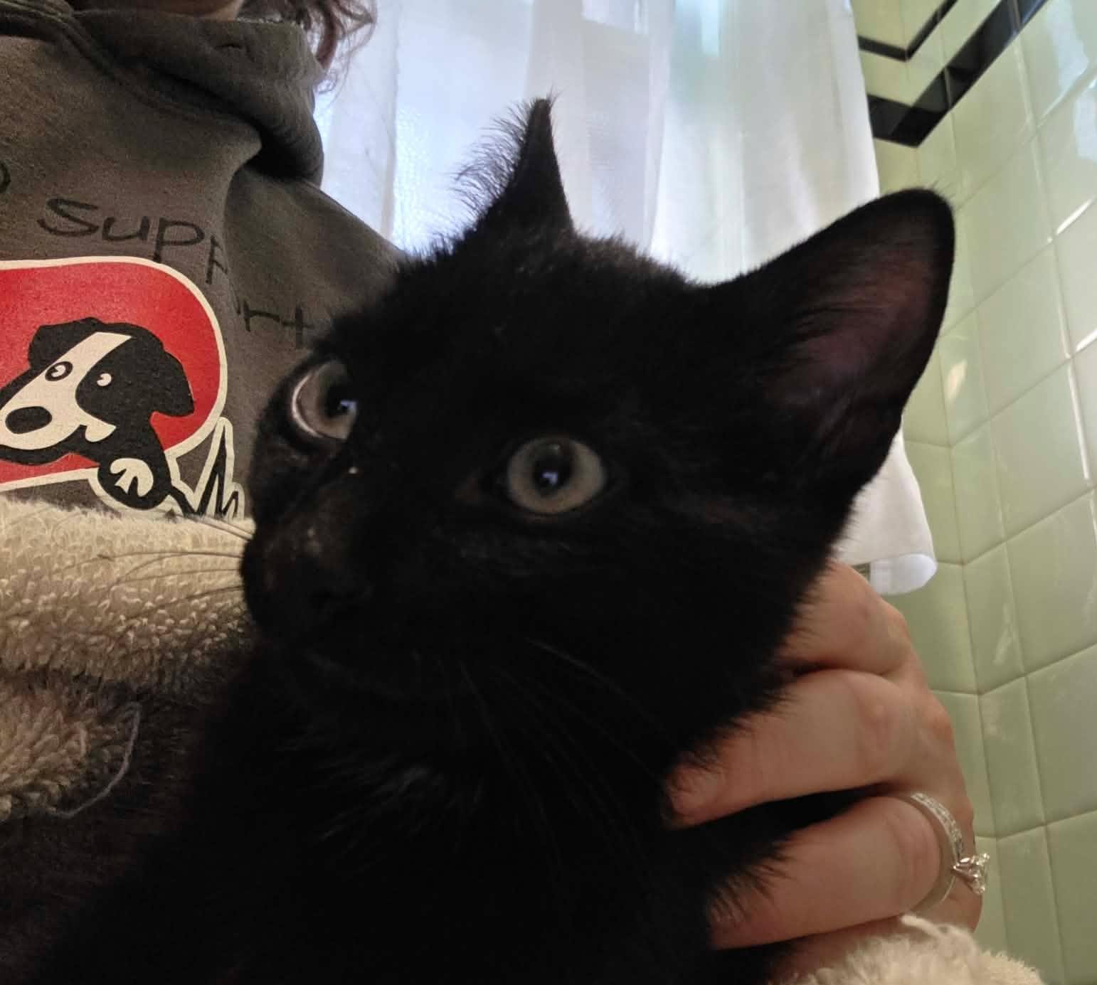 Enlarge Fendi, a Adoptable mixed breed in Chicago, IL image 2/6