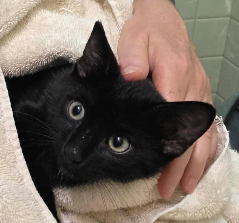 Enlarge Fendi, a Adoptable mixed breed in Chicago, IL image 5/6