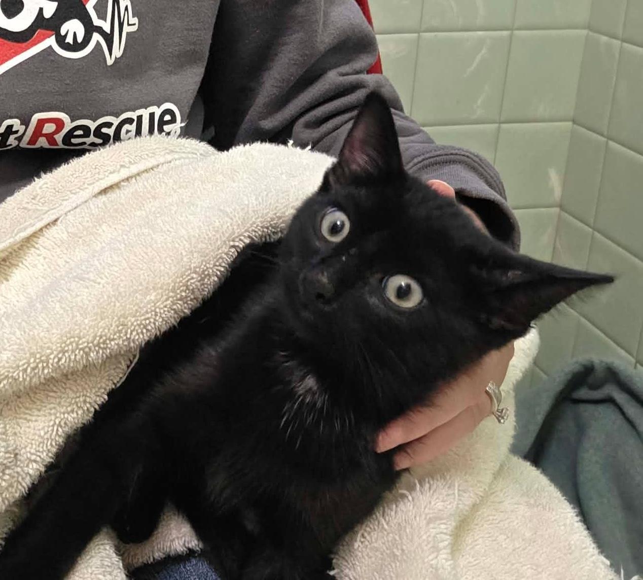 Enlarge Fendi, a Adoptable mixed breed in Chicago, IL image 3/6