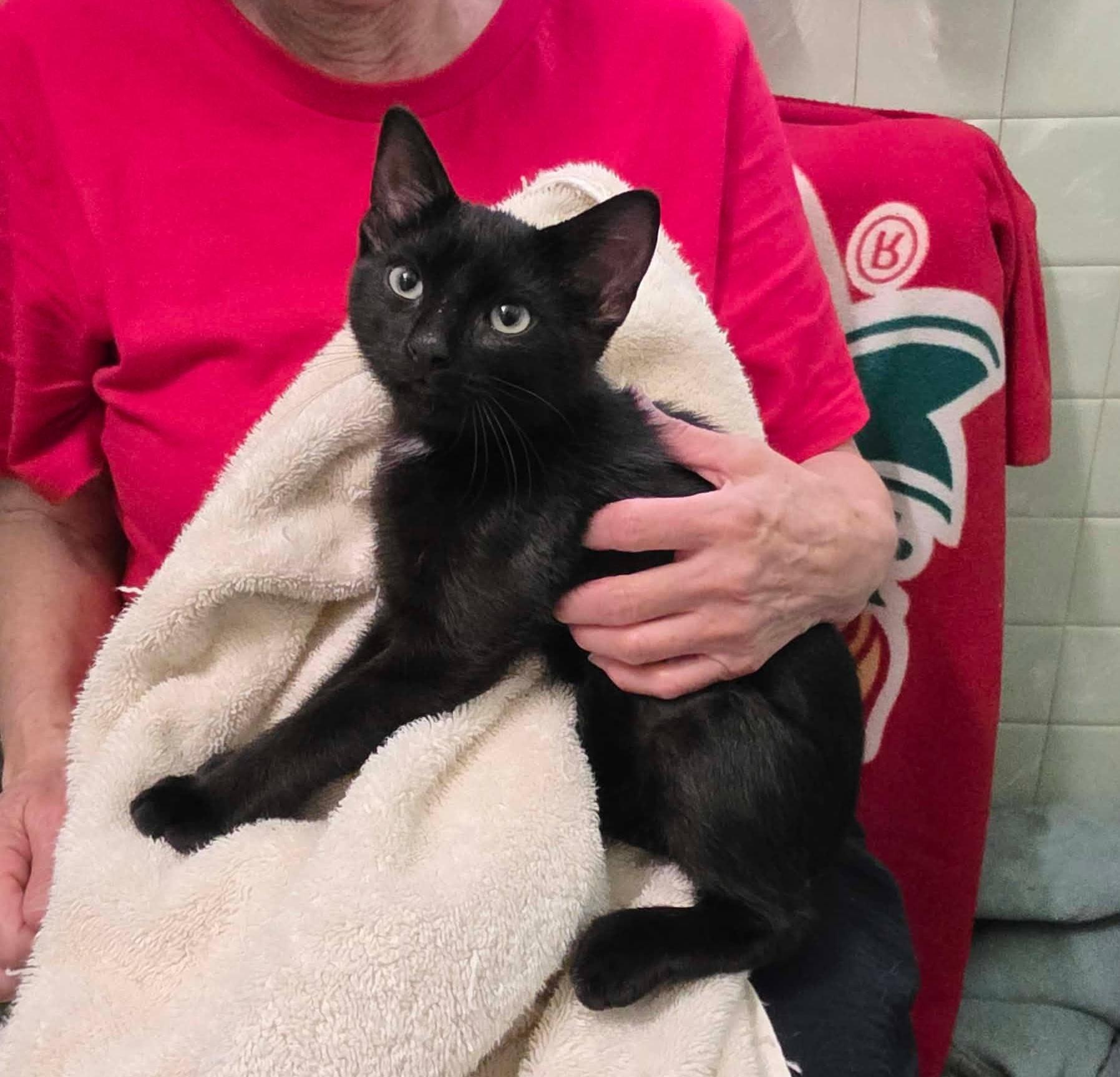 Enlarge Fendi, a Adoptable mixed breed in Chicago, IL image 6/6