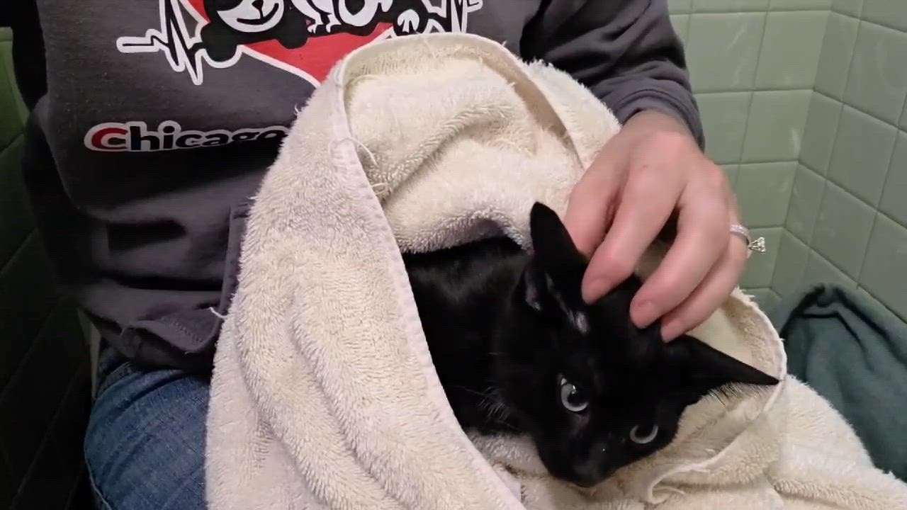 Enlarge Fendi, a Adoptable mixed breed in Chicago, IL video 4/6