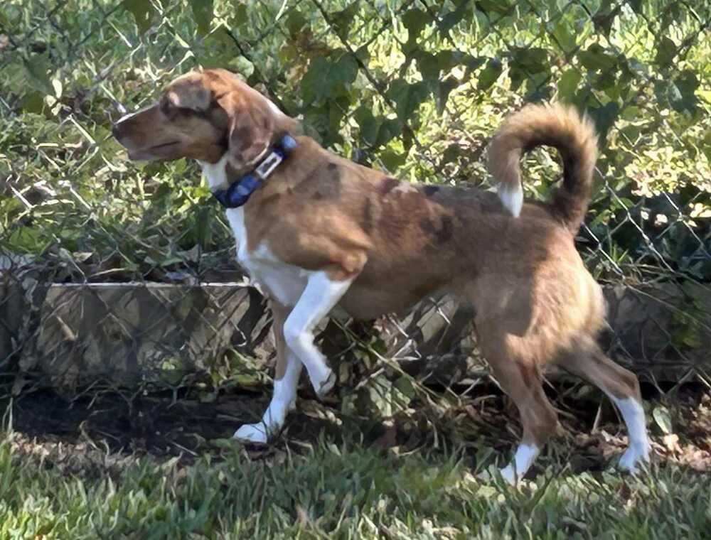 Skye, Adoptable, Adult Female Beagle & Hound.