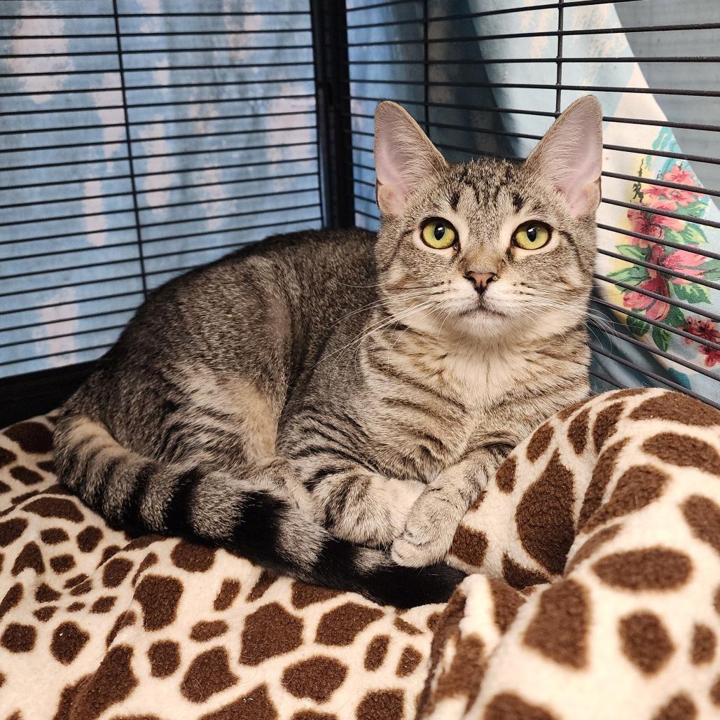 Mallory, Adoptable, Young Female Domestic Short Hair.