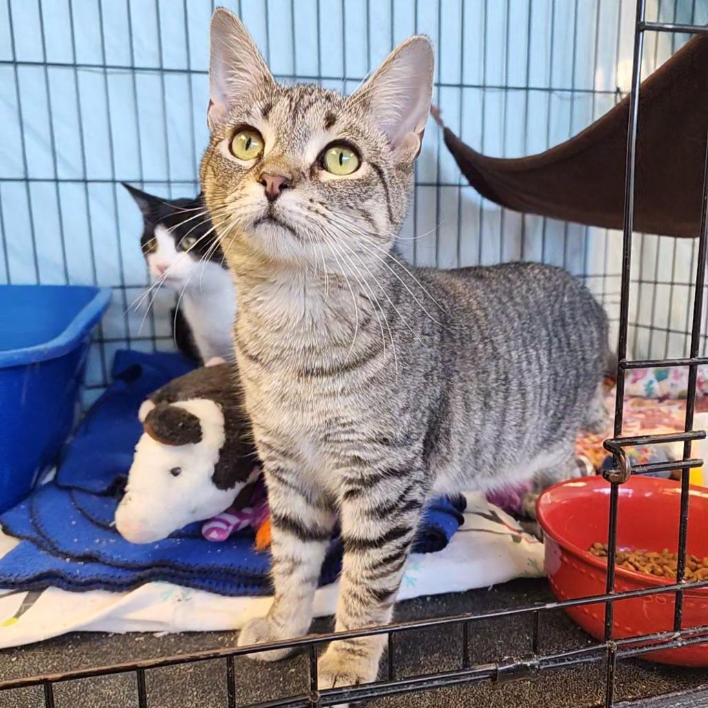 Enlarge Mallory, a Adoptable Domestic Short Hair in Monroe, MI image 2/2