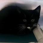 Piper, Adoptable, Kitten Female Domestic Short Hair.