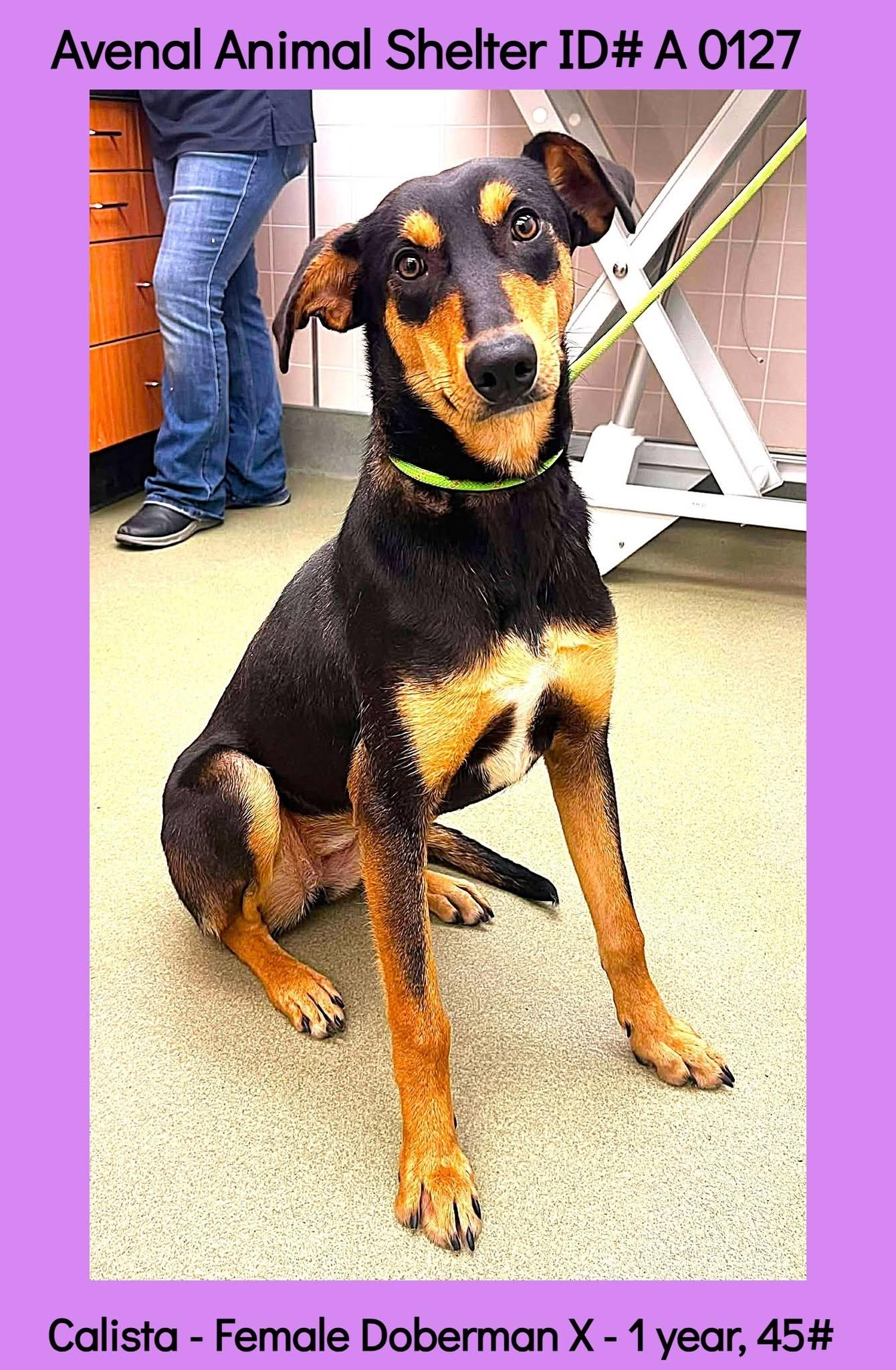 Calista, ADOPTABLE, Young Female Doberman Pinscher.