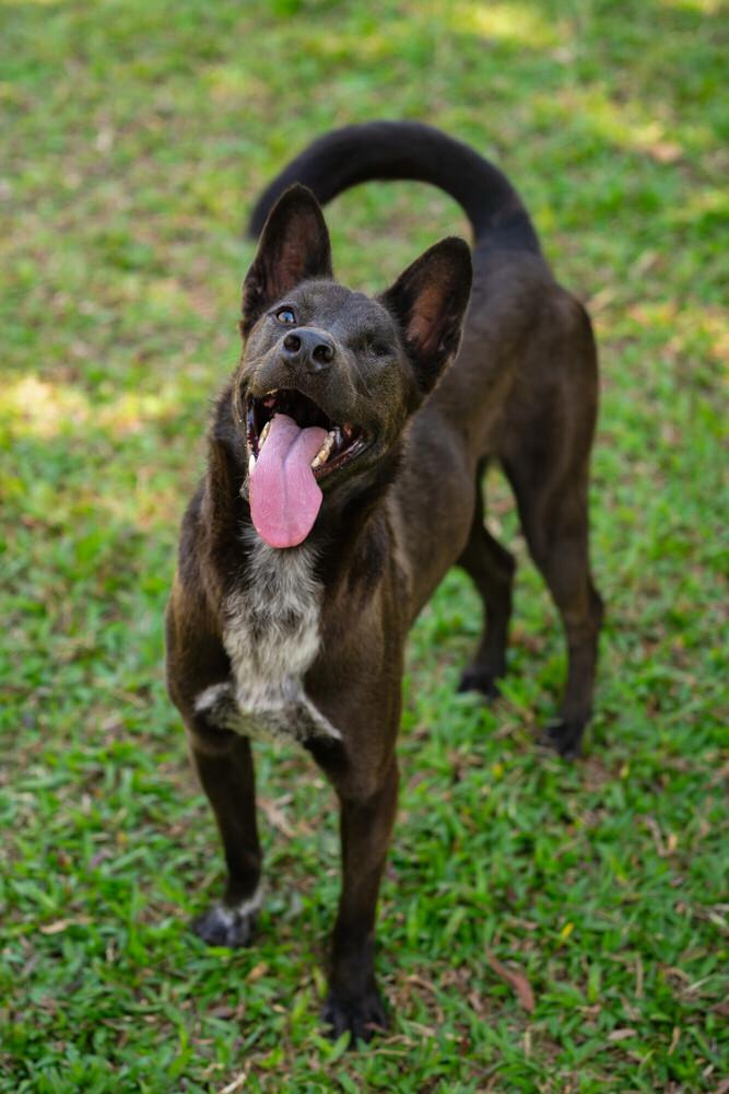 Melusine, Adoptable, Adult Female Retriever & Mixed Breed.