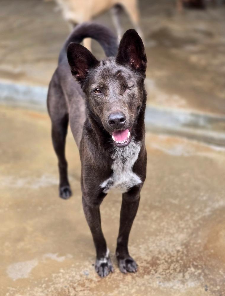 Melusine, a Adoptable mixed breed in North Reading, MA image 2/5