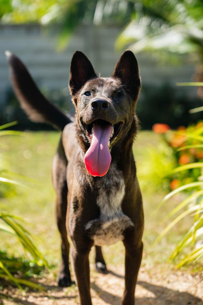 Melusine, a Adoptable mixed breed in North Reading, MA image 3/5