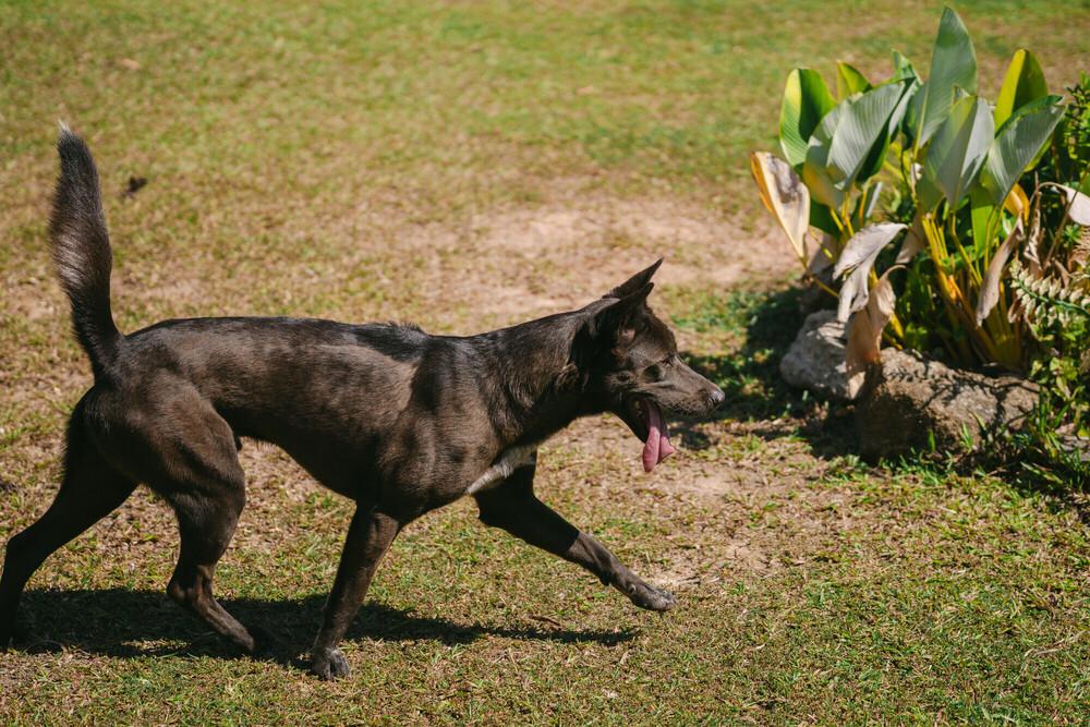 Melusine, a Adoptable mixed breed in North Reading, MA image 4/5