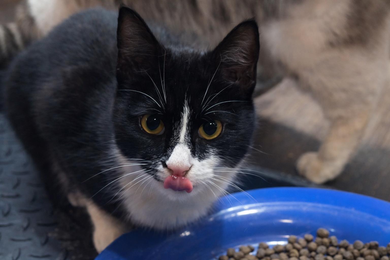 Enlarge Raven, a ADOPTABLE Domestic Short Hair in Mabank, TX image 2/2