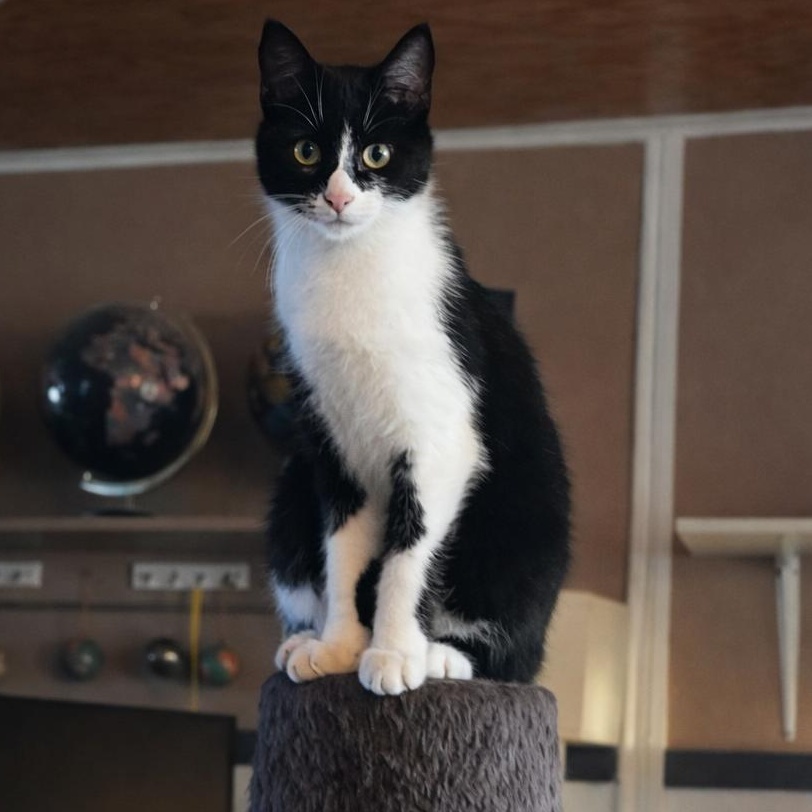 Enlarge Raven, a ADOPTABLE Domestic Short Hair in Mabank, TX image 1/2