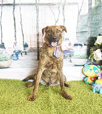 Enlarge FORBES, a Adoptable mixed breed in Castro Valley, CA image 3/3