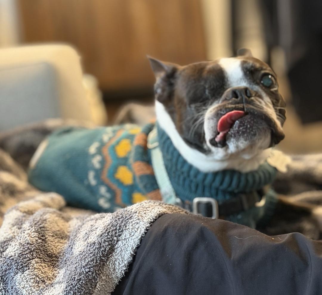 Chomper in CO, a ADOPTABLE Boston Terrier in Littleton, CO image 3/6