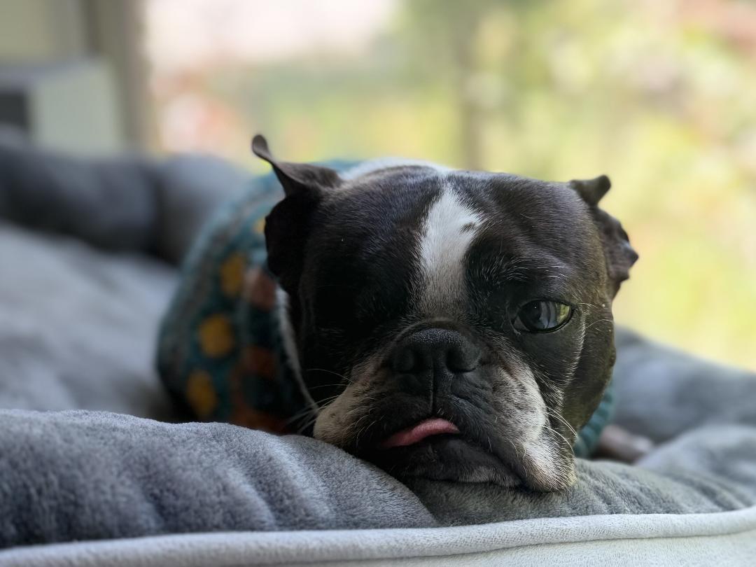 Chomper in CO, a ADOPTABLE Boston Terrier in Littleton, CO image 6/6